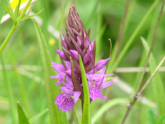 Dactylorhiza majalis praetermissaRietorchis bestellen